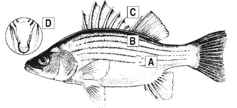 yellow-bass-id-diagram.jpg