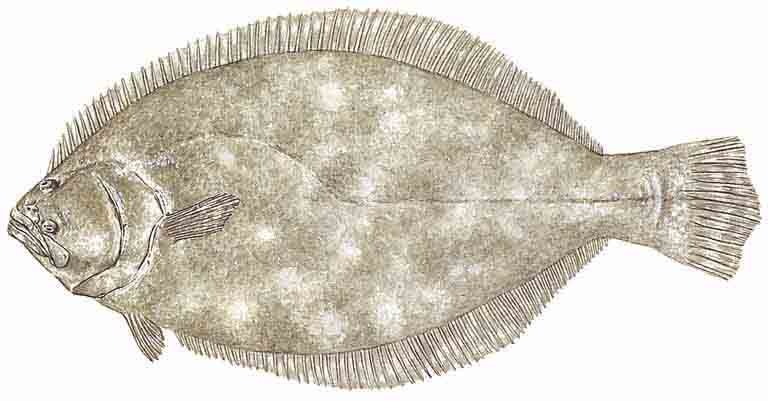 Flounder Bag & Length Limits — Texas Parks & Wildlife Department