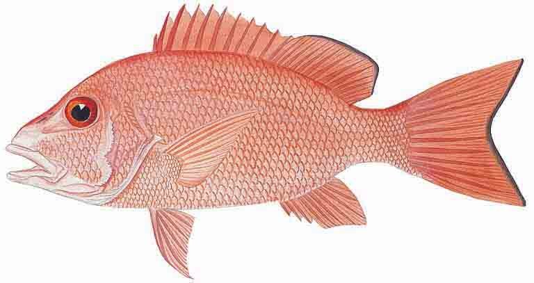 Red Snapper — Texas Parks & Wildlife Department