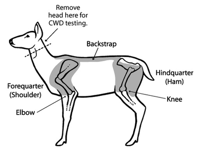 CWD-tpwd_deer_crosssection.png
