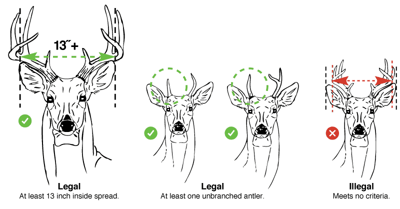  el ciervo macho legal tiene al menos una cornamenta no ramificada o una extensión interior mínima de 13 pulgadas