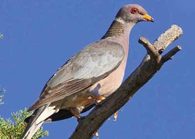 Band Tailed Pigeon