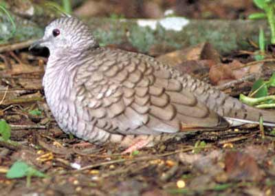 Common Ground Dove