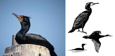 double-crested-cormorant.jpg