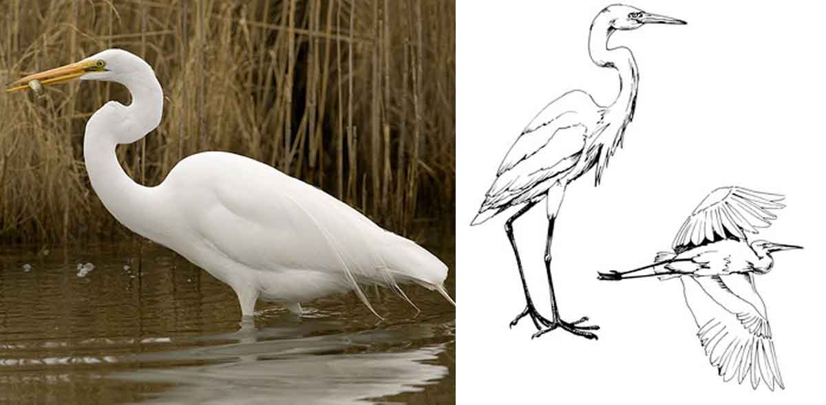 great-egret.jpg