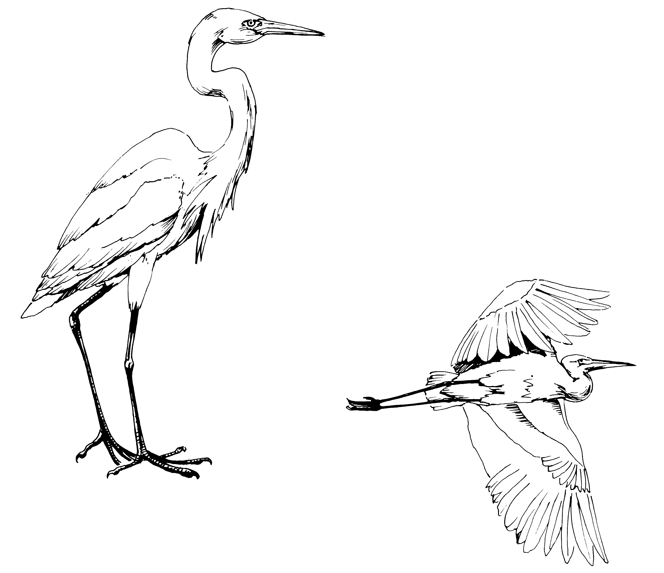 greatEgret.gif