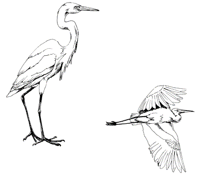 greatEgret.gif