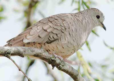 Inca Dove