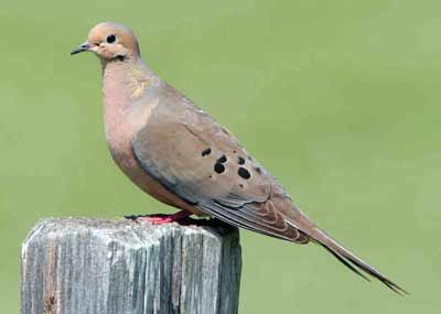 Mourning Dove V2