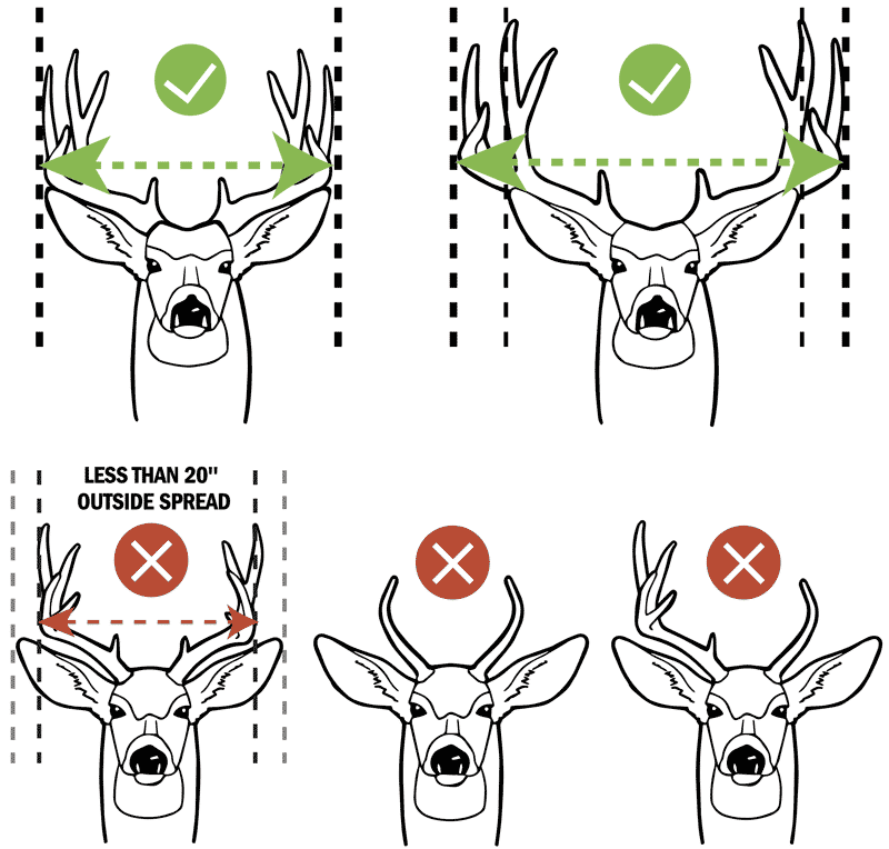 Mule Deer — Texas Parks & Wildlife Department