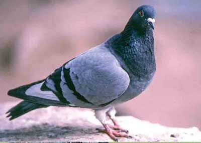 Rock Pigeon