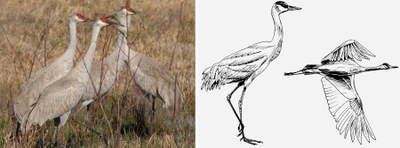 Sandhill Crane Identification
