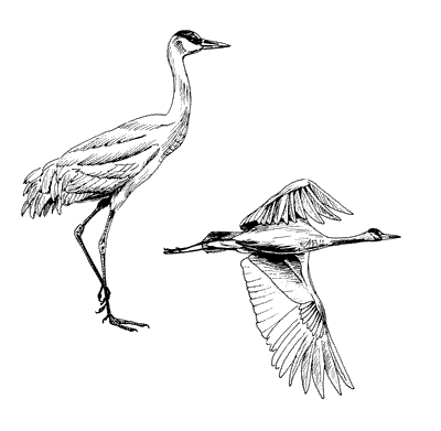 sandhillCrane.gif