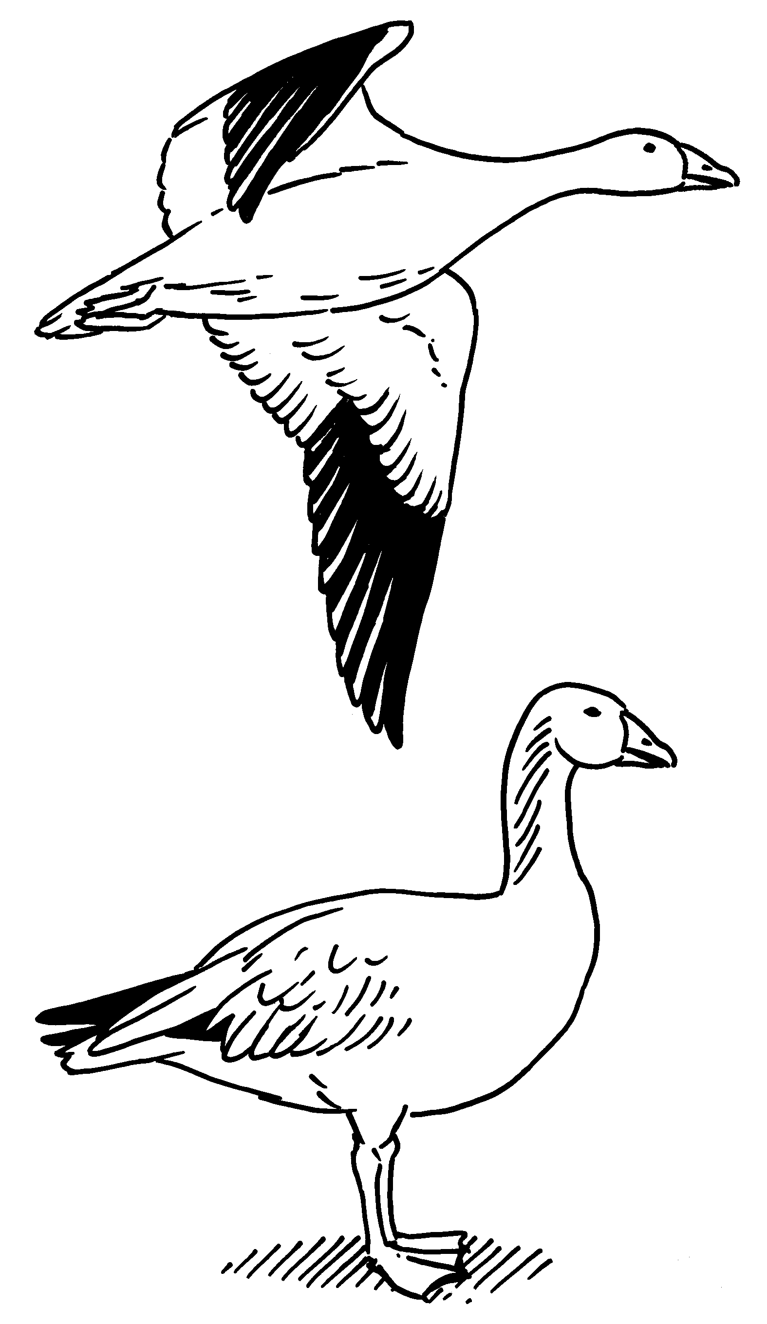 Free Free 178 Snow Goose Svg SVG PNG EPS DXF File