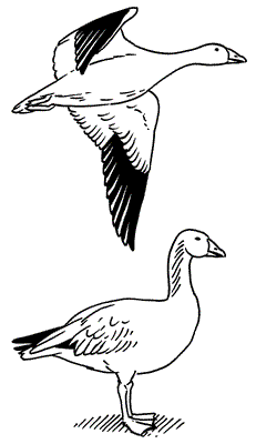 Snow-goose.gif