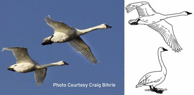 swan-identification-Craig-Bihrle.jpg