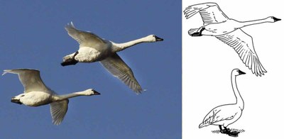 swan-identification.jpg