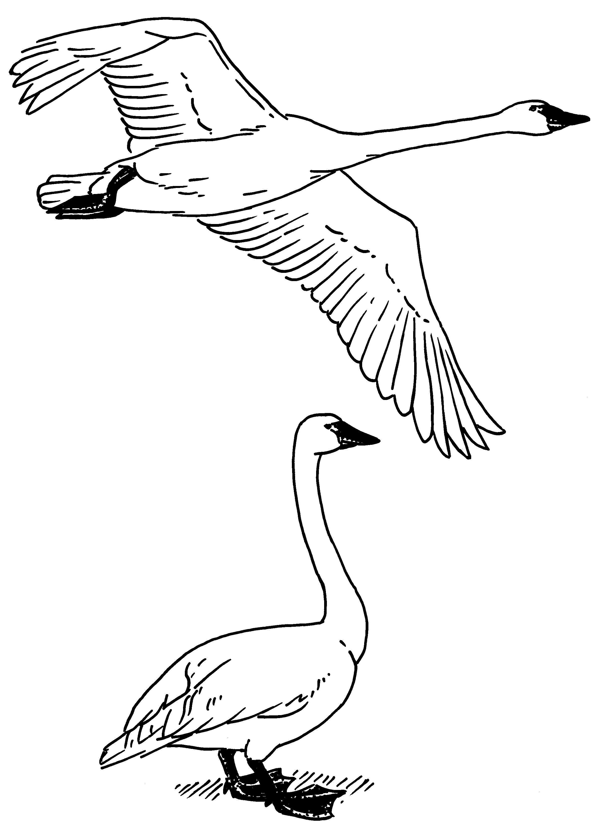 Swans-Whistling.gif