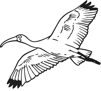 white-ibis.gif