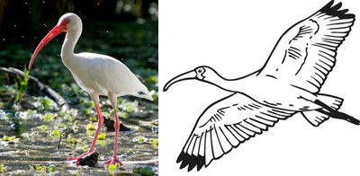 white-ibis.jpg