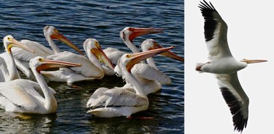 white-pelican.jpg