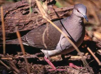 White Tipped Dove