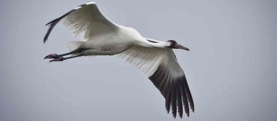 Whooping Crane in Flight