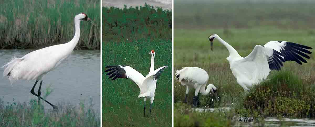 whooping cranes stand taller than other cranes and have a red patch on the head