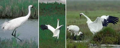 whooping-crane-photo-identification.jpg