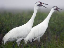 whoopingcrane023small.jpg