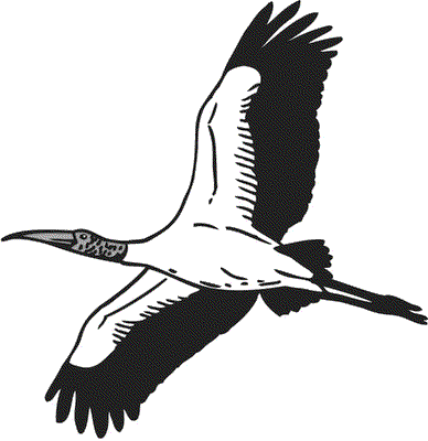 Wood-Stork.gif