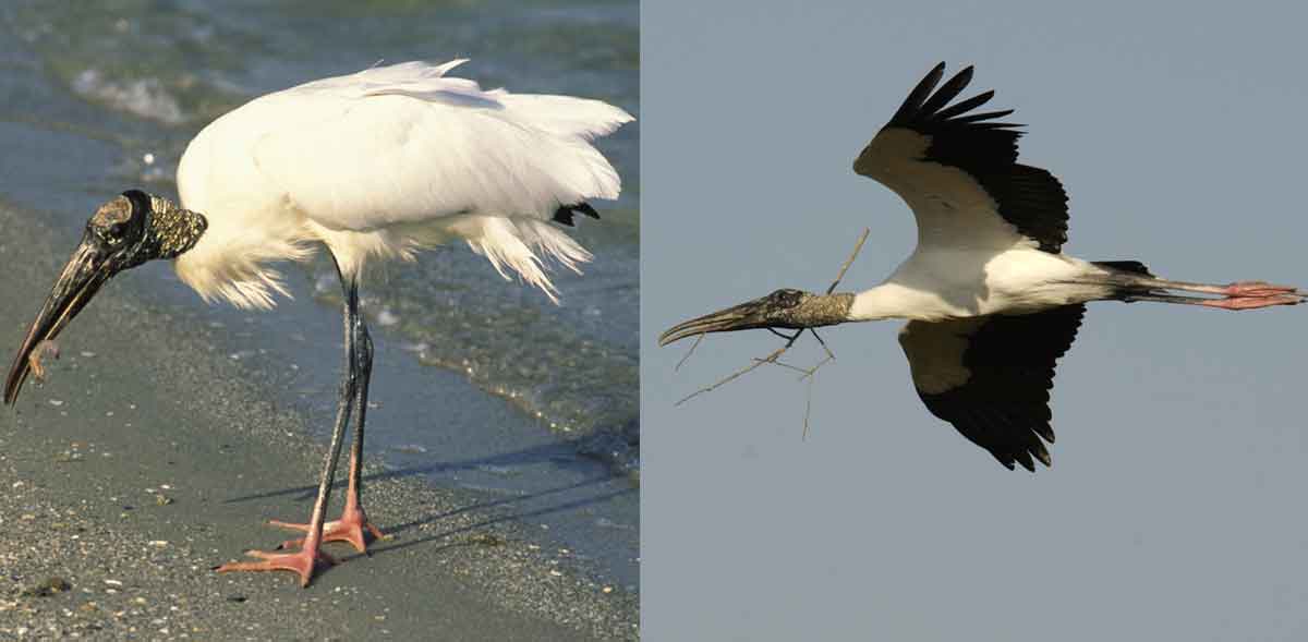 wood-stork.jpg