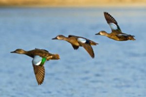 ducks