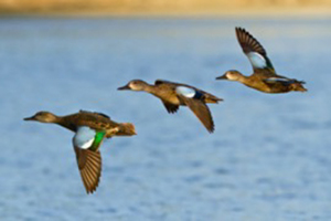 Ducks