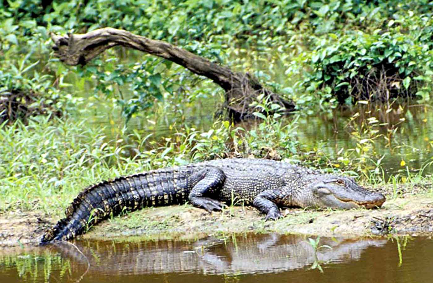 Are there alligators at tyler state park?