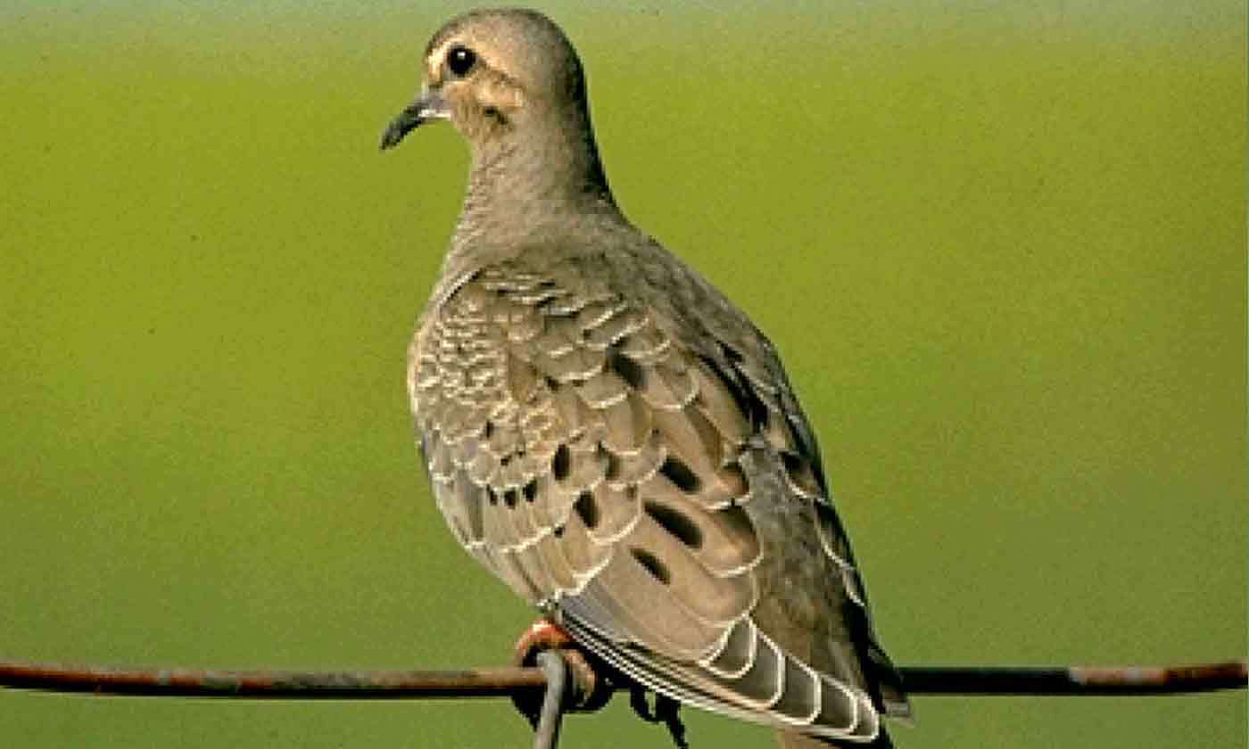 Dove — Texas Parks & Wildlife Department