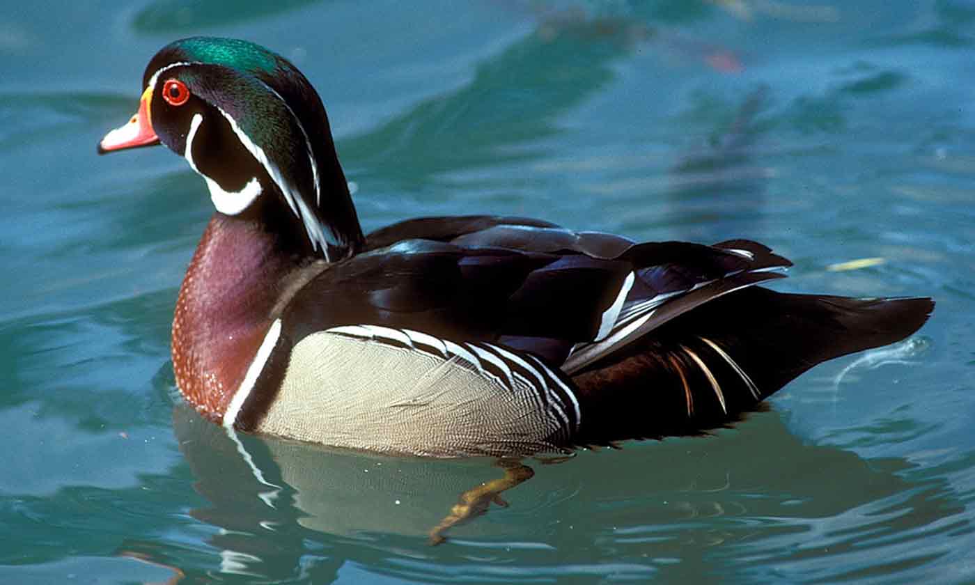 Duck — Texas Parks & Wildlife Department