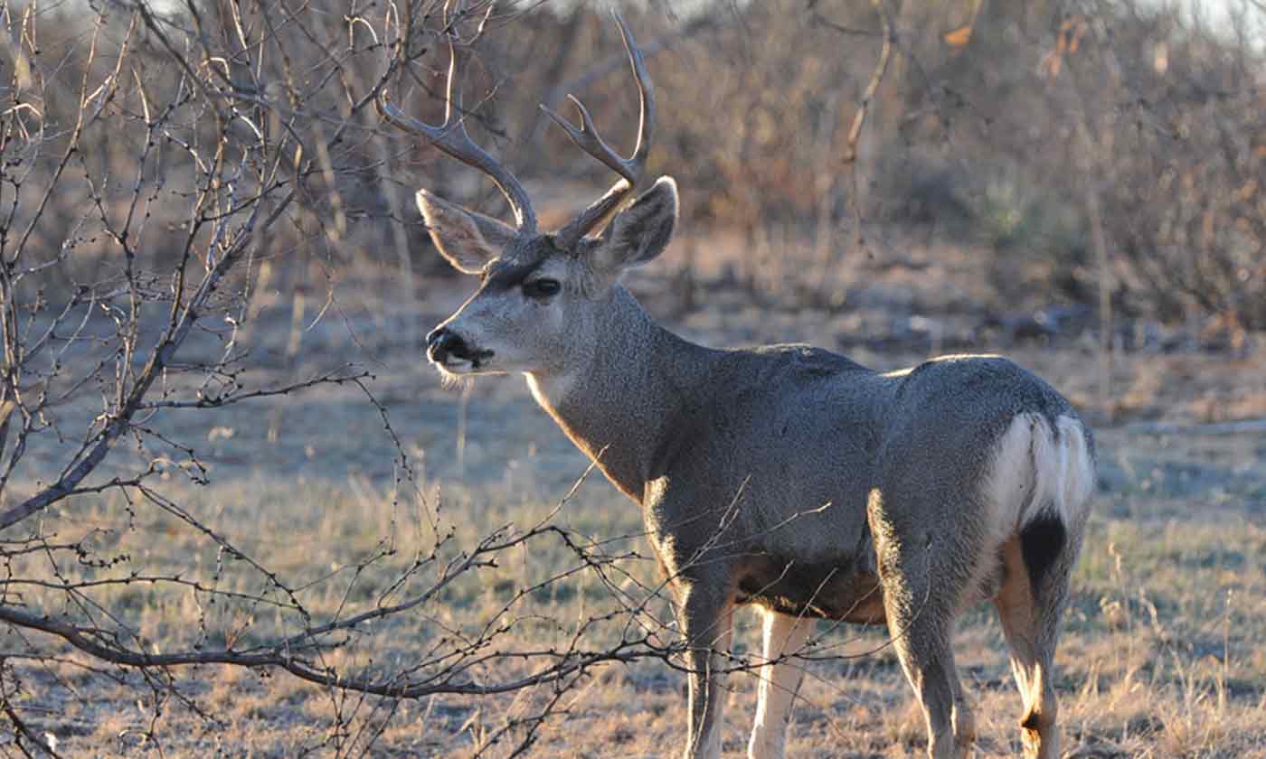 Mule Deer — Texas Parks & Wildlife Department (2023)