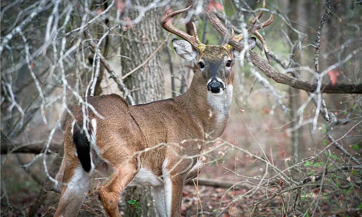 White-tailed Deer — Texas Parks & Wildlife Department