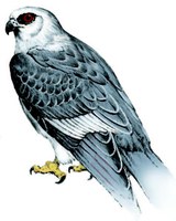 Hawk perched