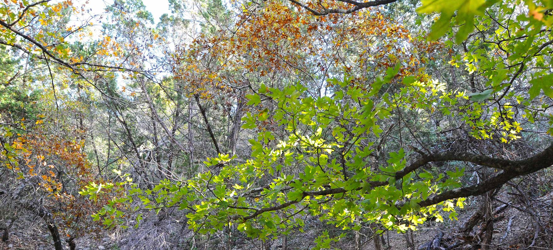 Maple Trees at ABK SNA