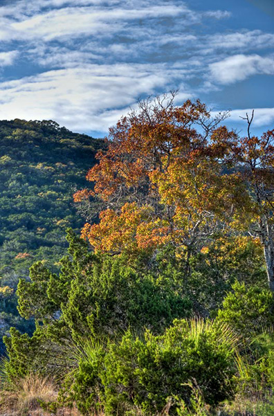 tree with orange leaves