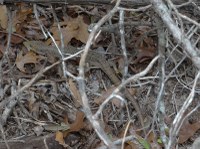 Alligator lizard hiding in leaves and sticks