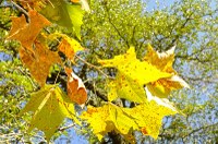 bright yellow leaves
