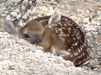 Fawn curled up behind rock