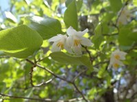 Small, bell-shaped white blooms