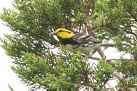 Small bird with yellow head