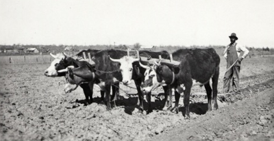 Farmer standing behind cattle in a field