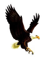 Large bird in flight