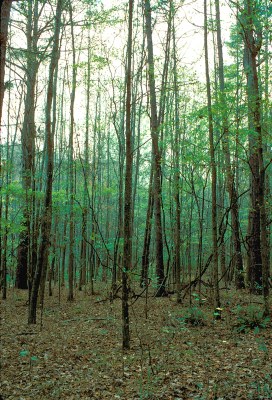 Trees
